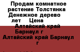 Продам комнатное растение Толстянка. (Денежное дерево) 10 лет  › Цена ­ 10 000 - Алтайский край, Барнаул г.  »    . Алтайский край,Барнаул г.